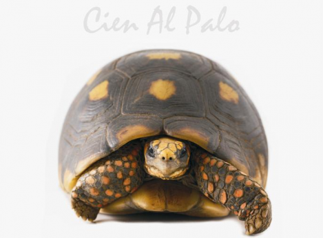 Cien al palo: rock de tortuga